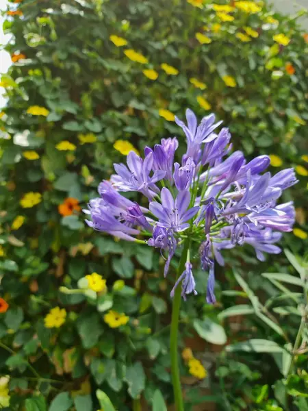 Flor Agapanthus Africana Roxa Jardim Estação Primavera — Fotografia de Stock