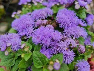 Yaz mevsiminde ılıman iklimin küçük mor çiçeklerine yaklaşmak