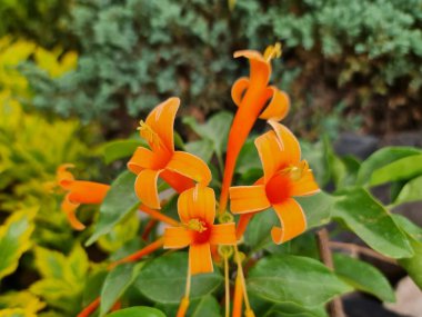 Bahar mevsiminde turuncu zambak çiçeğine yaklaş