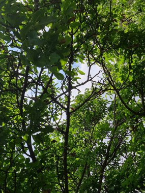 Yazın, aşağıdan bakıldığında ılıman yeşil ağaçların yaprakları.