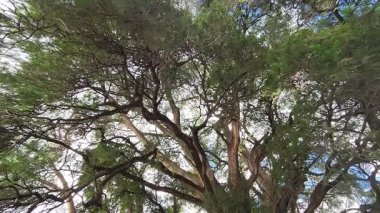 Antik bir Ahuehuete ağacının yapraklarının ve dallarının altından doğal olarak rüzgarda salınan görüntüyü izle.