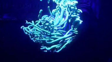 Bir deniz şakayığının yakın çekimi yavaşça resif akvaryumunda hareket ediyor.
