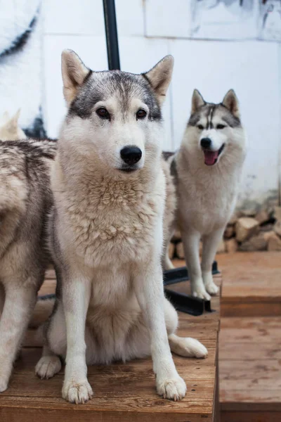 Schlittenhund Husky sitzt umgeben von anderen Hunden. Husky Park. — Stockfoto