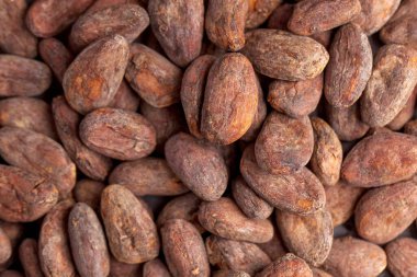 Kakao çekirdekleri tam kapasite. Kakao ürünü. Yüksek kalite fotoğraf
