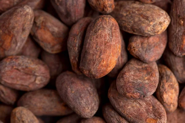 Kakao çekirdekleri tam kapasite. Kakao ürünü. Yüksek kalite fotoğraf