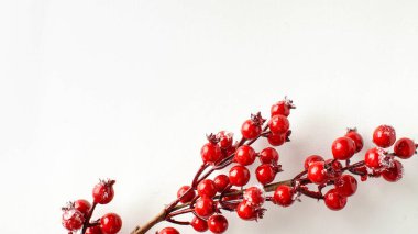 Arka planda kırmızı böğürtlen olan bir dal. Kış, yeni yıl ve Noel konsepti