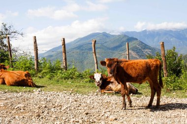 Kafkas dağlarının arka planında inekler. Abhazya 'da sığırlar otluyor.