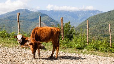 Kafkas dağlarının arka planında inekler. Abhazya 'da sığırlar otluyor.