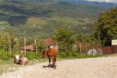 Kafkas dağlarının arka planında inekler. Abhazya 'da sığırlar otluyor.
