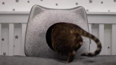 Video of a domestic Bengal cat climbing into a cat house.
