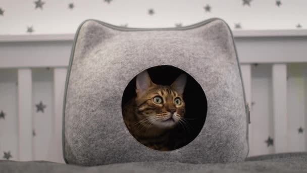 Vídeo de um gato doméstico de Bengala sentado em uma casa de gato. — Vídeo de Stock