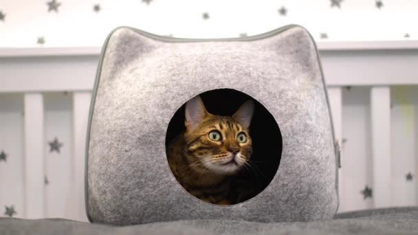 Βίντεο από μια εγχώρια Savannah ή Bengal γάτα κάθεται σε ένα σπίτι γάτα. — Αρχείο Βίντεο