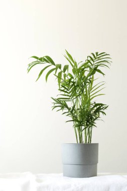 Çaydanlıkta yeşil ev hamedorea bitkisi. Trend ev bitkileri, İskandinav tarzı iç mekanlar. Boşluğu kopyala.