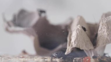 İki benekli cırcır böceği kıyıda sürünüyor. Evcil sürüngenler için yiyecek. Video.
