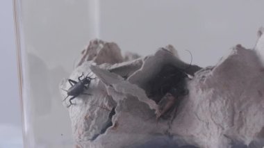 İki benekli cırcır böceği kıyıda sürünüyor. Evcil sürüngenler için yiyecek. Video.