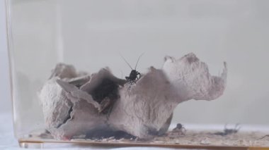 İki benekli cırcır böceği kıyıda sürünüyor. Evcil sürüngenler için yiyecek. Video.
