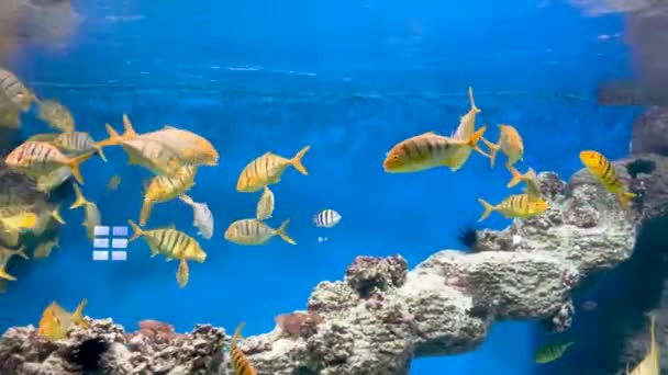 Gelbe Fische schwimmen im Aquarium. Ozeanarium. — Stockvideo