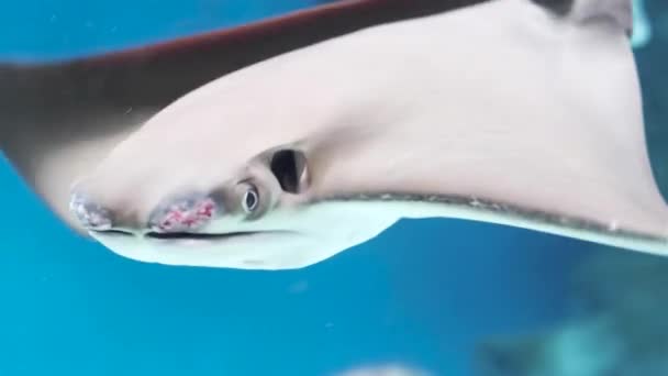 A large stingray floats in the water. Oceanarium, wildlife in the sea. — Stock Video