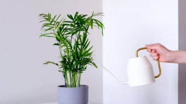 Bir kadın evcil bir bitkiyi sulama kabında sular.. 