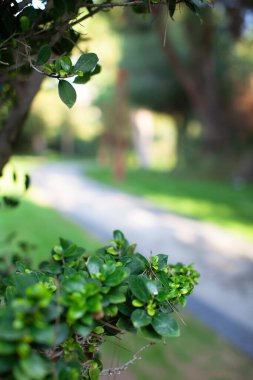 Green leaves of tree branch against the blurred street