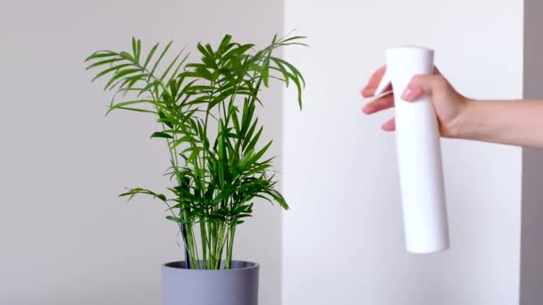 Caring for home plants, a woman sprays a green plant in a pot with a spray gun. — Stock Video