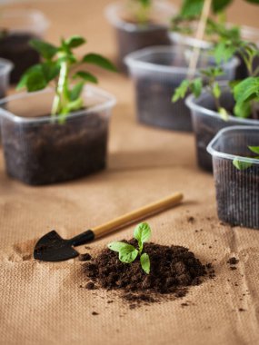 Tohumdan yetişen yeşil filizler, bahar ekimi. Tarım ve bahçe işleri kavramı