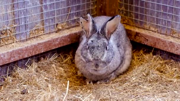 Un conejo gris se sienta en el heno en un corral. El concepto de animales de granja. — Vídeos de Stock