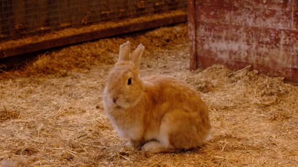 Un conejo se sienta en el heno en un corral. El concepto de animales de granja. — Vídeos de Stock