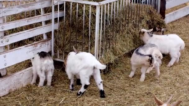 Keçiler açık havada ağılda saman yerler. Kırsal hayvanlar ve tarım kavramı. — Stok video