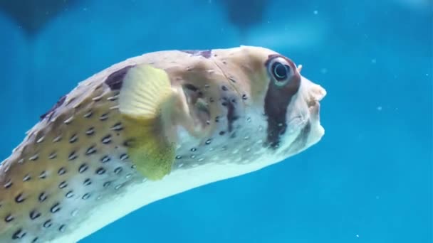 Peixes tropicais nadam no aquário. Peixe-balão ou peixe-porco. — Vídeo de Stock