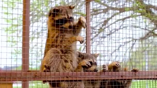 Los mapaches toman comida de las manos de la gente y la comen. Zoológico de mascotas. — Vídeo de stock