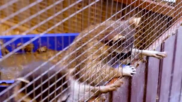 Los mapaches toman comida de las manos de la gente y la comen. Zoológico de mascotas. — Vídeos de Stock