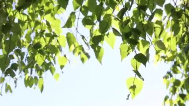 Yeşil yapraklı bir huş ağacının dalları mavi gökyüzünde sallanıyor..