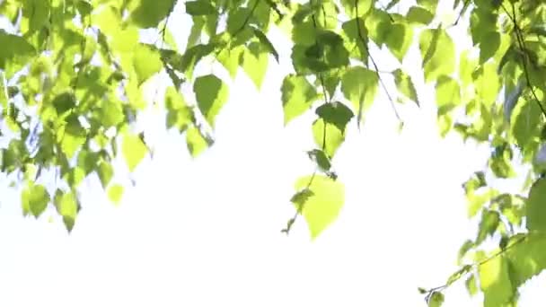 I rami di una betulla con foglie verdi ondeggiano contro il cielo blu. — Video Stock