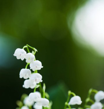 Yeşil arka planda bir buket beyaz zambak. Boşluğu kopyala.