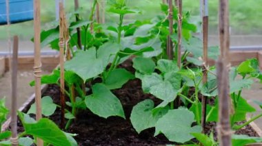 Bir çiftçi, bir seradaki salatalık tohumlarının üzerine su döker..