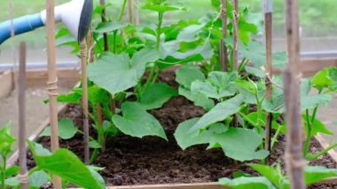 Bir çiftçi, bir seradaki salatalık tohumlarının üzerine su döker..