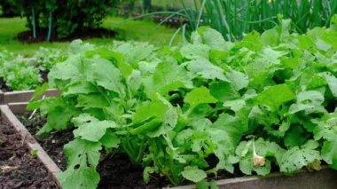 A bed of radishes. Radish tops sway in the wind.