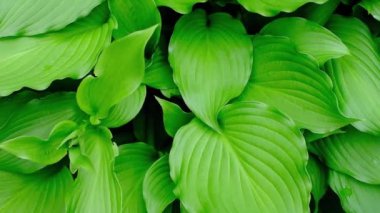 The green leaves of the Host plant sway in the wind.