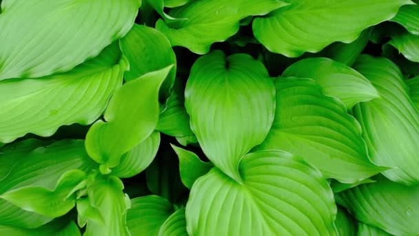 De groene bladeren van de waardplant zwaaien in de wind. — Stockvideo