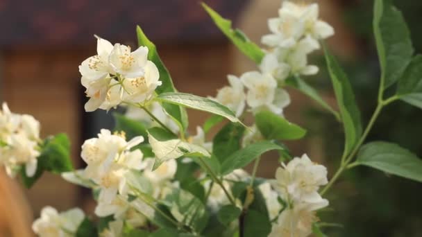A branch of jasmine with white flowers sways in the wind. — ストック動画