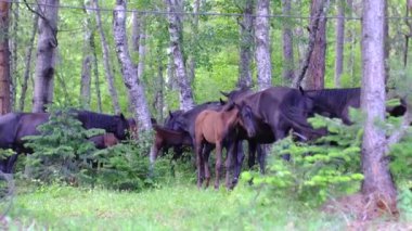 Bir vahşi at sürüsü ormanda otluyor..