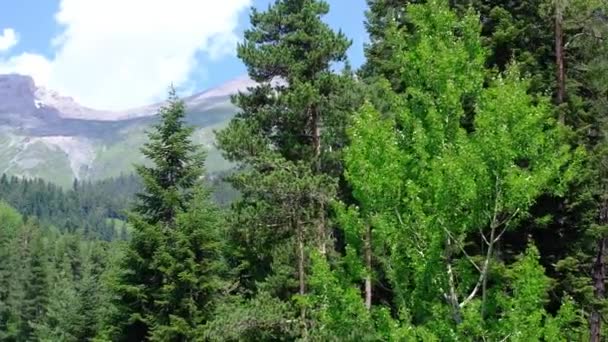 Panoramautsikt över skogen och Kaukasus bergen. Fotografering från en höjd. — Stockvideo