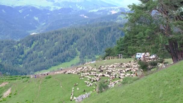 A flock of sheep on a pasture in the mountains, free-range animals raised. — Stock Video