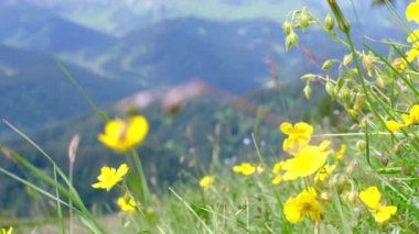 Dağların arka planında yabani çiçekler. Yerel seyahat kavramı.