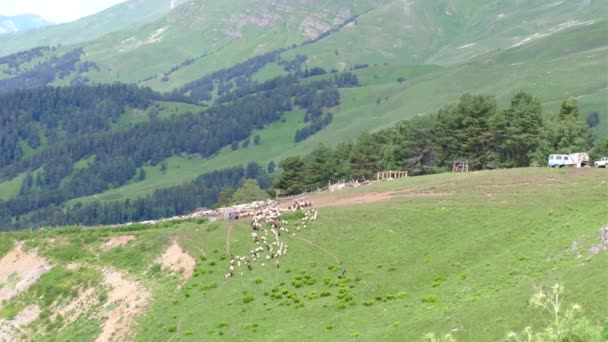 Eine Schafherde auf einer Weide in den Bergen, freilaufende Tiere aufgezogen. — Stockvideo