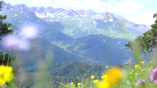 Flores silvestres en el fondo de las montañas y el cielo azul. — Vídeos de Stock