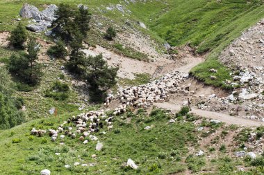 Dağlarda otlakta bir koyun sürüsü, serbest hayvan yetiştirilmiş..