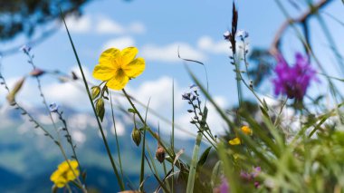 Dağların ve mavi gökyüzünün arka planında yabani çiçekler. Yerel seyahat kavramı.