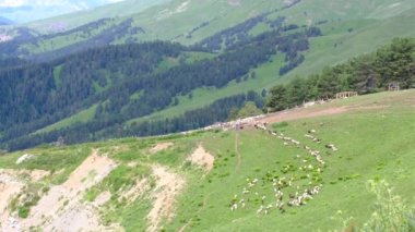 Dağlarda otlakta bir koyun sürüsü, serbest hayvan yetiştirilmiş..